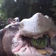 Hungry Hippo completely obliterates a watermelon in one chomp