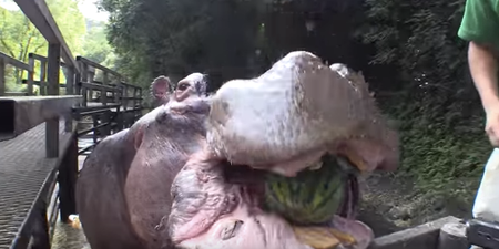 Hungry Hippo completely obliterates a watermelon in one chomp