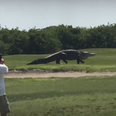 Enormous alligator stuns golfers in Florida when it decides to take a stroll on the course