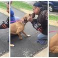 Stolen dog being reunited with its owner will bring a tear to the eye