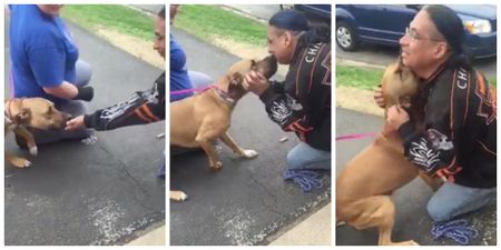 Stolen dog being reunited with its owner will bring a tear to the eye