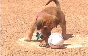 This puppy was abandoned at a baseball stadium and now has a very important job