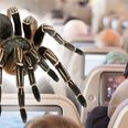 Passengers on a flight to Canada were panicked by two escaped tarantulas on-board