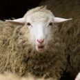 Stoned sheep go on “psychotic rampage” after eating cannabis plants