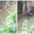 People think this video shows gorilla Harambe trying to protect the boy who fell into zoo enclosure