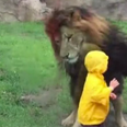 This boy had a nerve-shredding encounter with a lion in a Tokyo Zoo