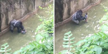 Mum of the boy who fell into the zoo’s gorilla pit won’t face charges