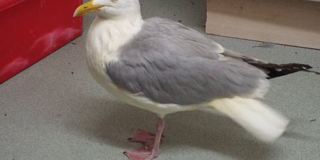 Seagull turns orange after falling into a vat of chicken tikka masala