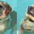 Swimming dog realising he can stand in a pool is just too great for people to deal with