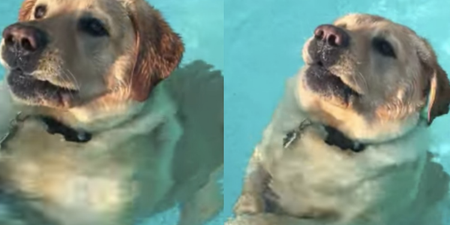 Swimming dog realising he can stand in a pool is just too great for people to deal with