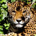 Jaguar shot dead by Brazilian soldier after taking part in Olympic torch ceremony