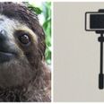 This sloth has somehow managed to justify the existence of selfie sticks