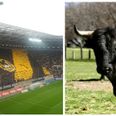 Dynamo Dresden fans use severed bull’s head in protest against rivals