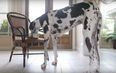 The World’s tallest dog is absolutely massive