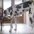 The World’s tallest dog is absolutely massive