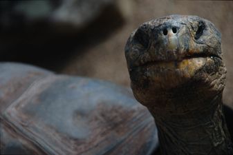 This 100 year-old tortoise has had so much sex he’s saved his species