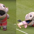 Man-eating fish provides brilliant half-time entertainment at Derby’s Pride Park