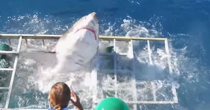 Watch the heart-stopping moment a great white shark breaks into cage with a diver inside