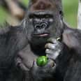 Hero gorilla necked five litres of blackcurrant juice after London Zoo escape