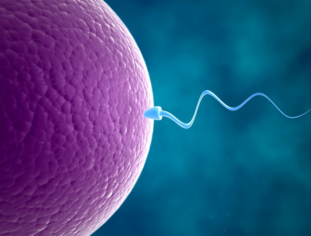Sperm Cell and Human Egg