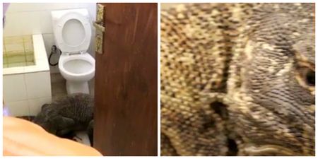 BBC Planet Earth cameraman finds a komodo just chilling in his bathroom