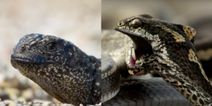 BBC reveal how they captured Planet Earth 2’s incredible iguana vs snake footage