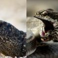 BBC reveal how they captured Planet Earth 2’s incredible iguana vs snake footage