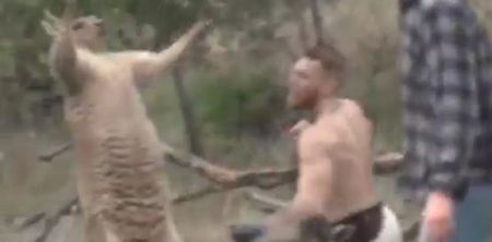 Conor McGregor ‘takes down’ the kangaroo that took a dog hostage