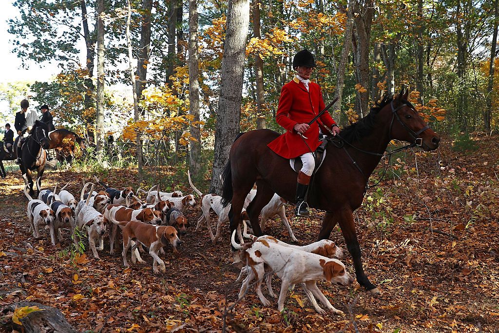 ROWLEY, MA - OCTOBER 25: Huntsman Phillip Headdon and his horse George lead a fox hunt at Kitty Crossing Farm on October 25, 2015 in Rowley, Massachusetts. (Photo by Maddie Meyer/Getty Images)