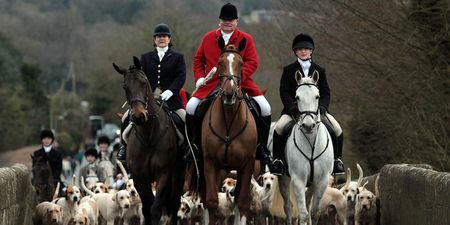 Public opposition to fox hunting reaches all-time high, survey reveals