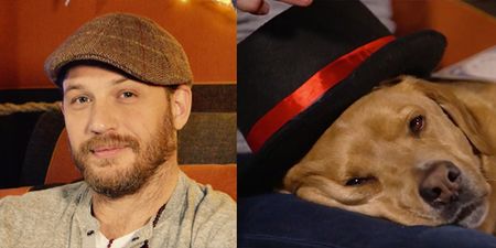 Tom Hardy (and his dog) nearly saved 2016 with CBeebies appearance