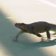 Who knew an iguana could cause such chaos at the tennis?