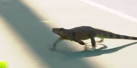 Who knew an iguana could cause such chaos at the tennis?