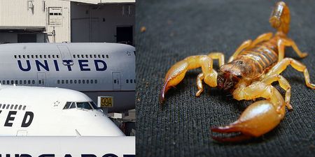 Man ‘stung by scorpion’ on United Airlines flight