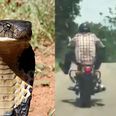 Watch the terrifying moment a snake lunges at a passing motorcyclist