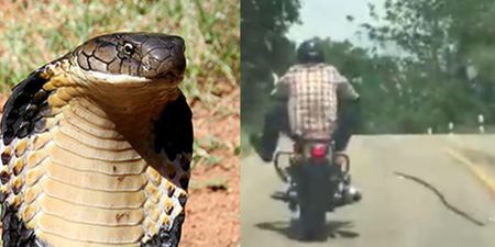 Watch the terrifying moment a snake lunges at a passing motorcyclist