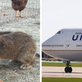 More bad news for United Airlines as contender for world’s biggest rabbit dies on flight