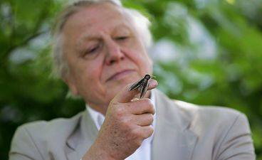 BBC commission three new nature series with David Attenborough