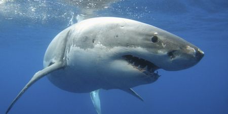 Ambitious Great White Shark tries to eat entire Humpback Whale, finds it very difficult