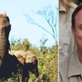 Big game hunter killed after shot elephant falls on him