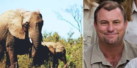 Big game hunter killed after shot elephant falls on him