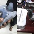 Six important questions about the pigeon that was caught smuggling drugs in a backpack
