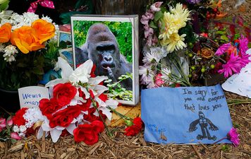 Today is the one year anniversary of Harambe’s death, so here’s a look back at the history of Harambe memes