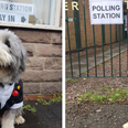 Great British election tradition Dogs At Polling Stations returns for 2017