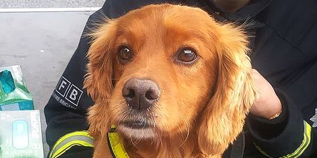 This brave fire brigade search dog’s uniform has brightened everyone’s day