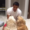 JOE’s Transfer Digest – Sanchez talks with Atom and Humber lead to demand of free dog food for life