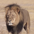 Cecil the Lion’s six-year-old son Xanda has also been killed by a big game hunter
