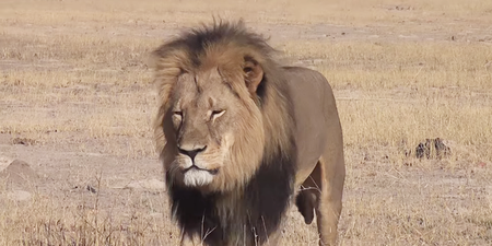 Cecil the Lion’s six-year-old son Xanda has also been killed by a big game hunter