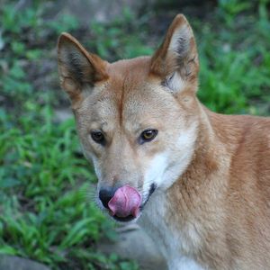 This is a dingo!