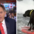 BBC News presenter fails to show necessary respect when reporting on dog surfing competition